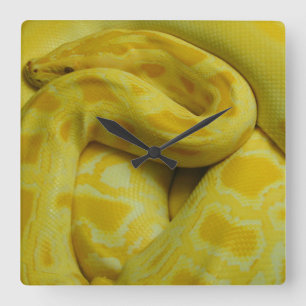 Yellow Burmese Python Quadratische Wanduhr