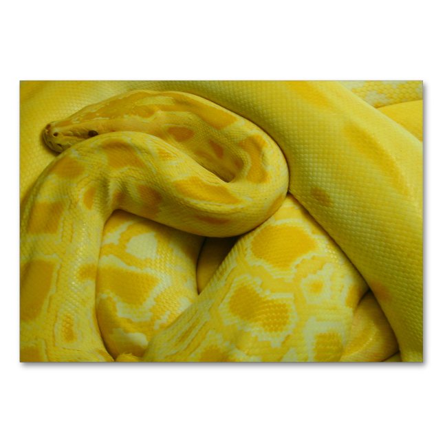 Yellow Burmese Python Tischnummer (Vorderseite)