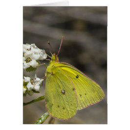 Yellow Butterfly