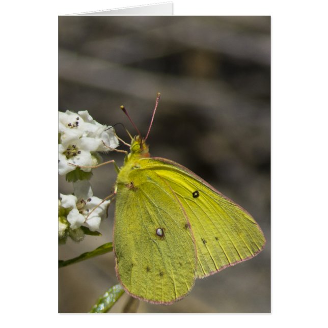 Yellow Butterfly (Vorne)