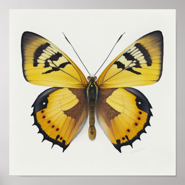 Yellow Butterfly Art Print Poster (Vorne)