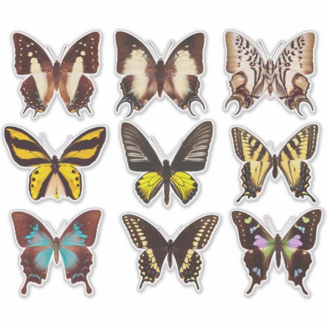 Yellow Butterfly Collection 14" Vinyl Sticker (Vorderseite)