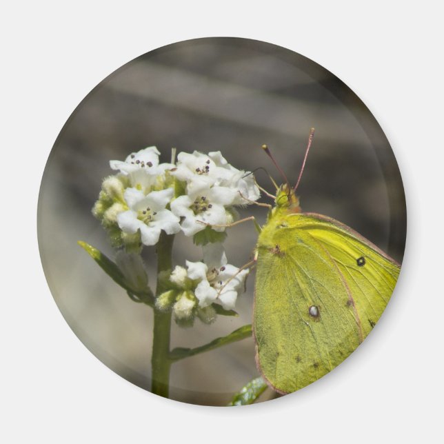 Yellow Butterfly Magnet (Vorne)