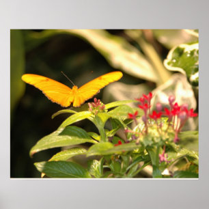 Yellow Butterfly Poster