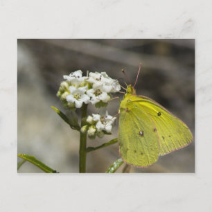 Yellow Butterfly Postkarte