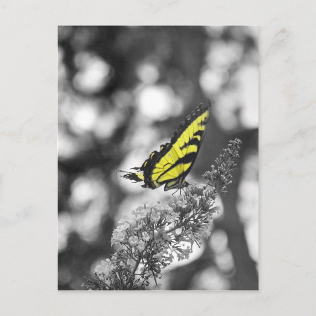 Yellow Butterfly Postkarte (Vorderseite)