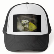 Yellow Butterfly