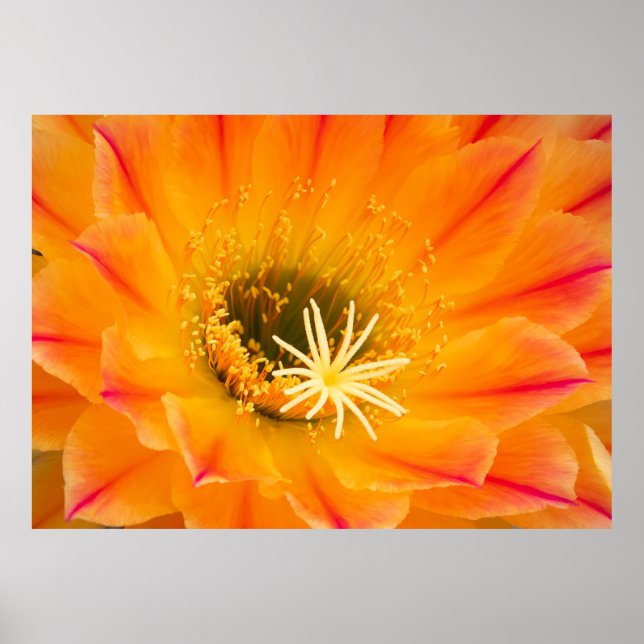 Yellow Cactus Blossom Poster (Vorne)