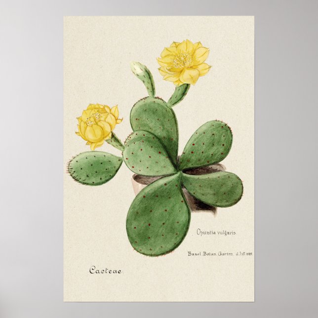 Yellow Cactus Blume Botanische Kunst Poster (Vorne)