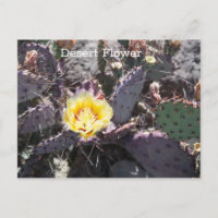 Yellow cactus flower in spring