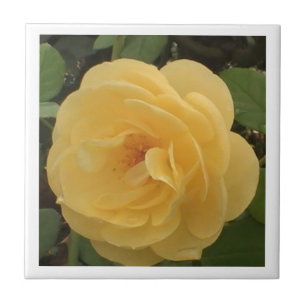 Yellow Camellia Tile Fliese