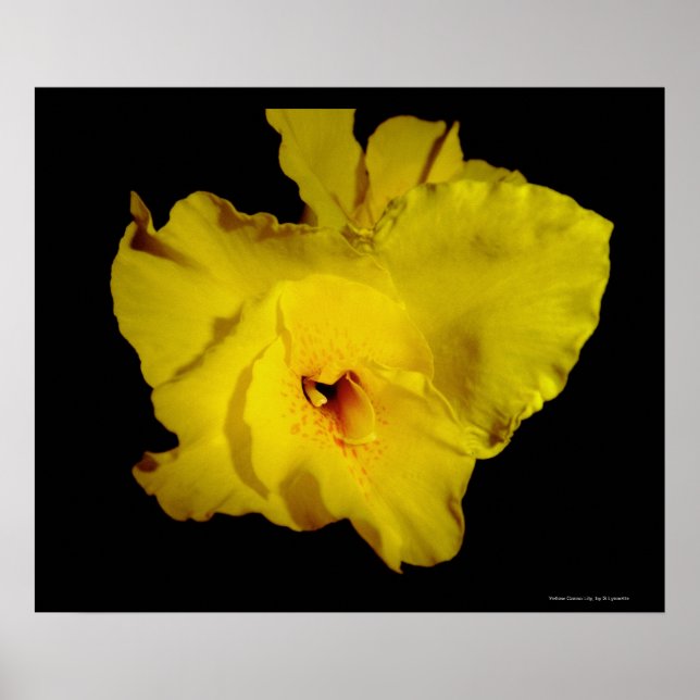 Yellow Cannas Canna Lilies Blume Foto Poster (Vorne)