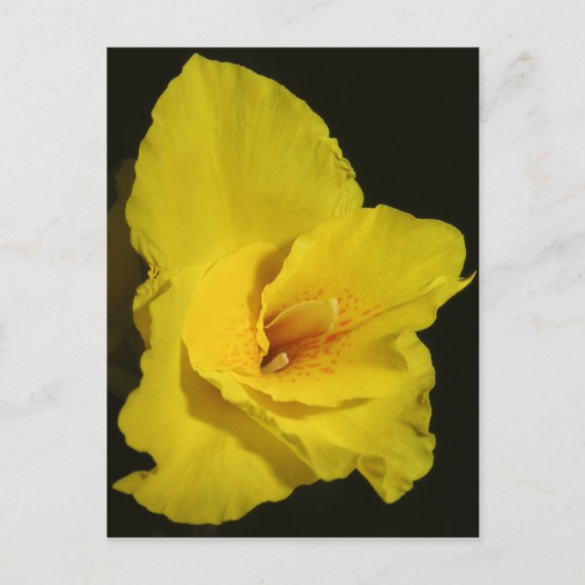 Yellow Cannas Canna Lilies Blume Foto Postkarte (Vorderseite)