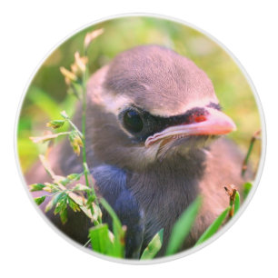 Yellow Cedar Waxwing Fledgling Bird   Keramikknauf