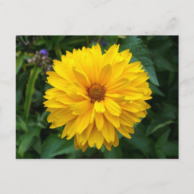 Yellow Chrysanthemum Postkarte (Vorderseite)