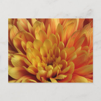 Yellow Chrysanthemum Postkarte