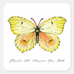 Yellow Cleopatra Butterfly Quadratischer Aufkleber