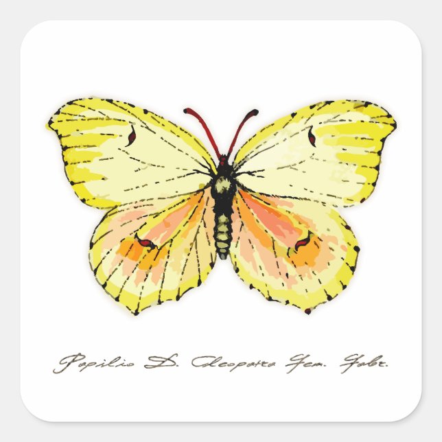 Yellow Cleopatra Butterfly Quadratischer Aufkleber (Vorderseite)