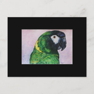 Yellow Collared Macaw ACEO Art Trading Card Postkarte