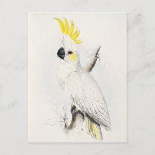 Yellow Crested Cockatoo Postcard Postkarte