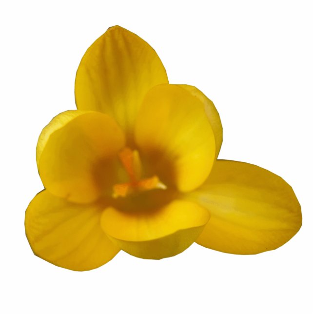 Yellow Crocus Fotoskulptur (Vorne)