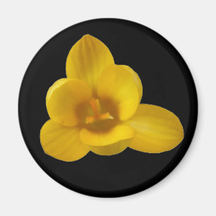 Yellow Crocus Magnet