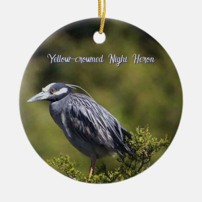 Yellow-Crowned Night Heron Ornament (Vorne)