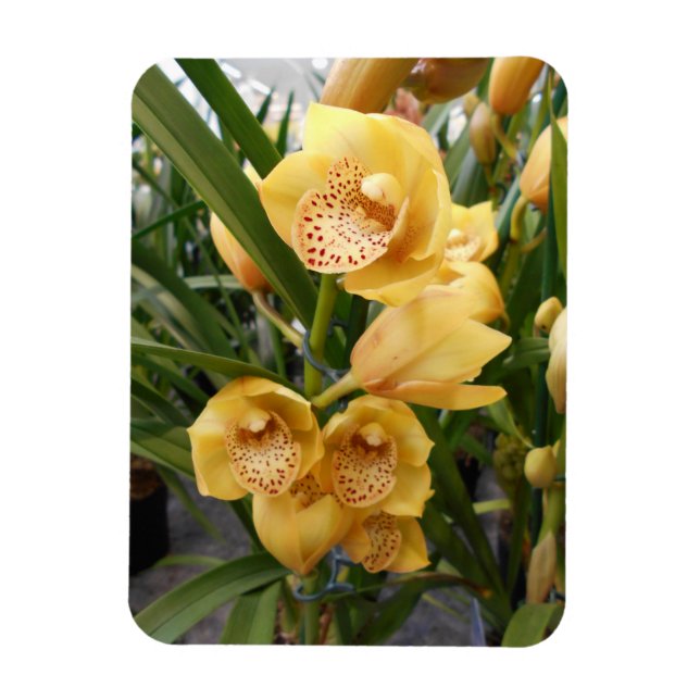 Yellow Cymbidium Orchius Magnet (Vertikal)