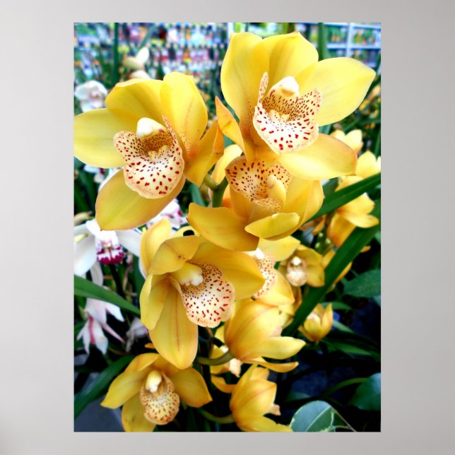 Yellow Cymbidium Orchius Poster (Vorne)
