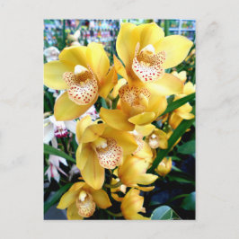 Yellow Cymbidium Orchius Postkarte