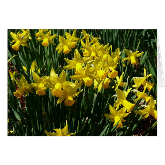 Yellow Daffodien I Cheery Spring Blumen (Vorderseite (Horizontal))