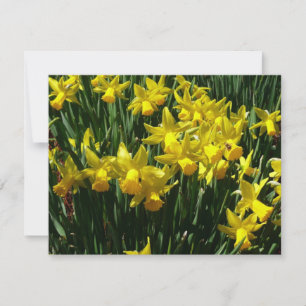 Yellow Daffodien I Cheery Spring Blumen