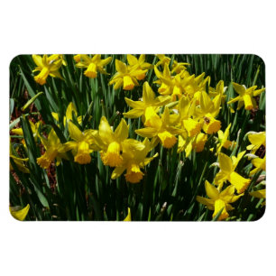 Yellow Daffodien I Cheery Spring Blumen Magnet