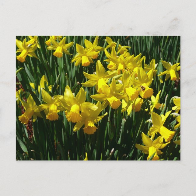 Yellow Daffodien I Cheery Spring Blumen Postkarte (Vorderseite)
