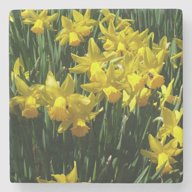 Yellow Daffodien I Cheery Spring Blumen Steinuntersetzer (Vorderseite)