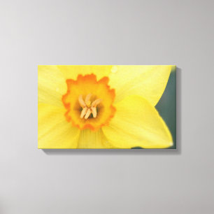 Yellow Daffodil Canvas Print Leinwanddruck