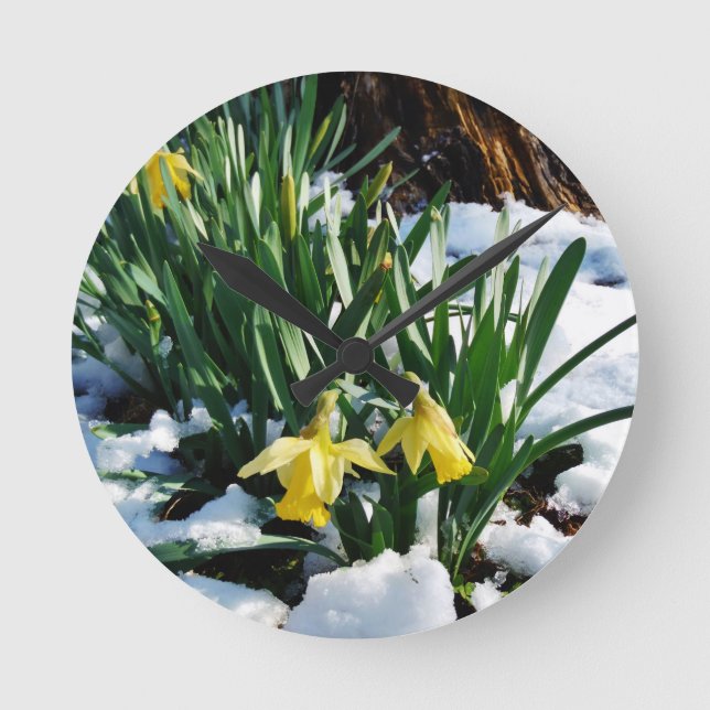 Yellow Daffodils flowers in the snow Runde Wanduhr (Vorderseite)