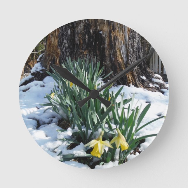 Yellow Daffodils in the snow Runde Wanduhr (Vorderseite)