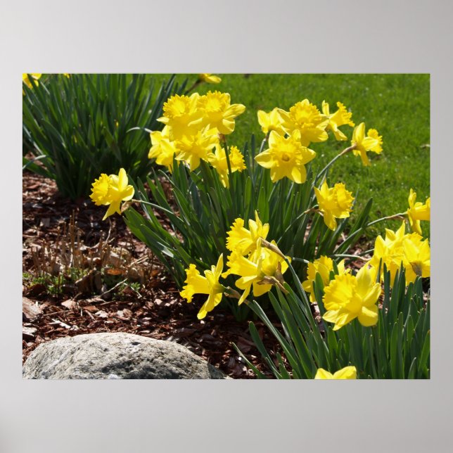 Yellow Daffodils Poster (Vorne)