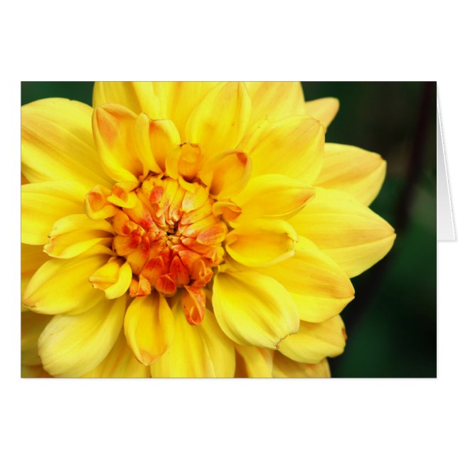 Yellow Dahlia (Vorderseite (Horizontal))