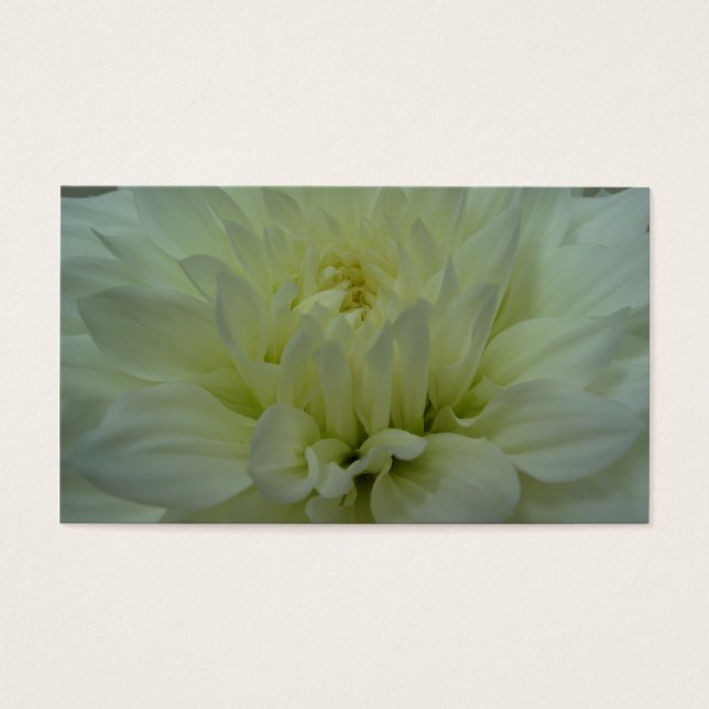 Yellow Dahlia Blume (Vorderseite)