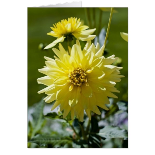 Yellow Dahlia Card (Vorne)