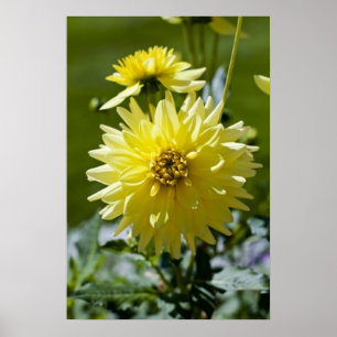 Yellow Dahlia Gerahmt Print Poster