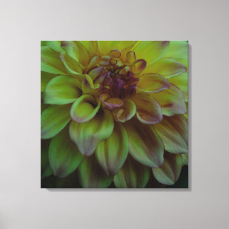 Yellow Dahlia Leinwanddruck