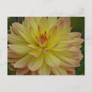 Yellow Dahlia Postcard Postkarte