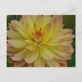 Yellow Dahlia Postcard Postkarte