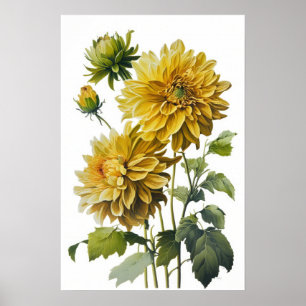 Yellow Dahlias Blume Art Print Poster