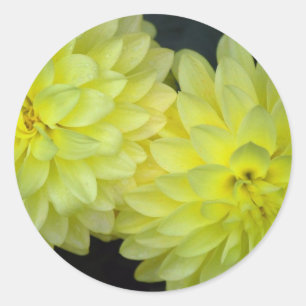 Yellow Dahlias Runder Aufkleber