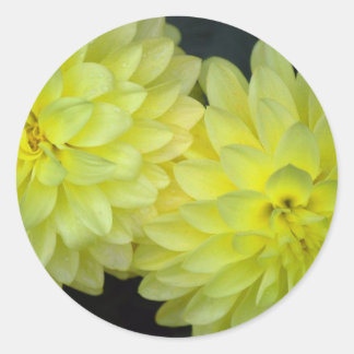 Yellow Dahlias Runder Aufkleber