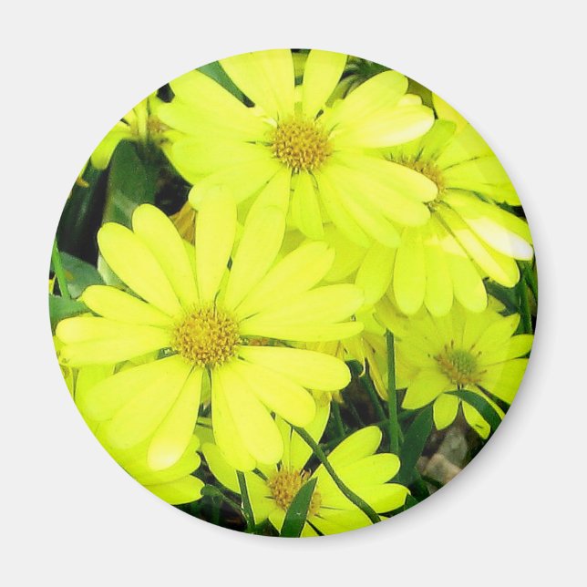 Yellow Daisies Magnet (Vorne)